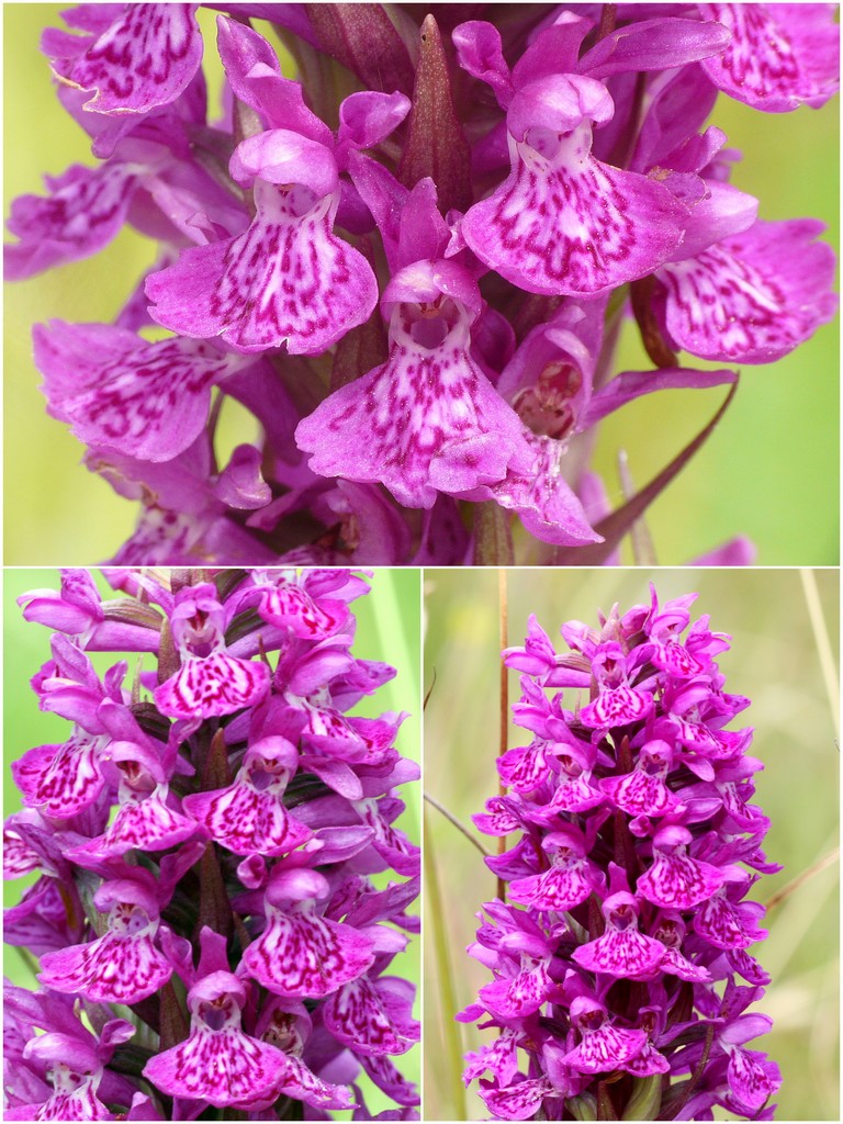 Orchidee d''Irlanda